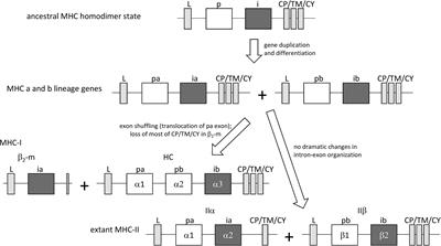 Structural Comparison Between MHC Classes I and II; in Evolution, a Class-II-Like Molecule Probably Came First